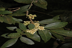 Glycosmis pentaphylla